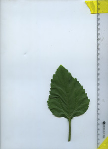 leaftop