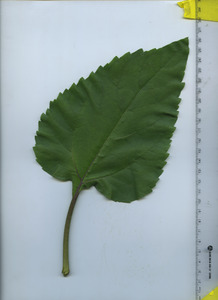 leaftop