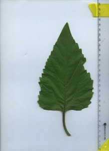 leaftop