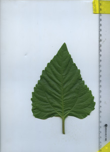 leaftop