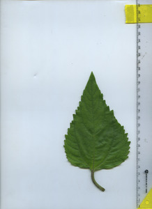 leaftop