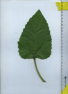 leaftop