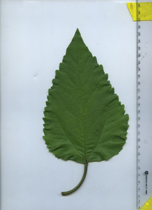 leaftop