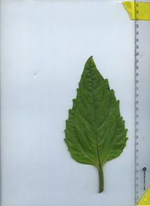 leaftop