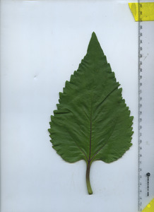 leaftop