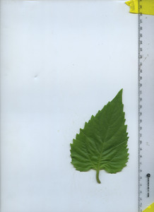 leaftop