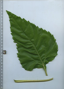 leaftop