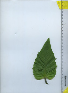 leaftop