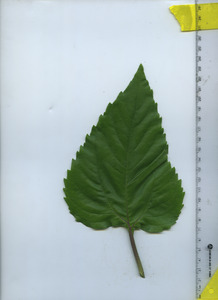 leaftop