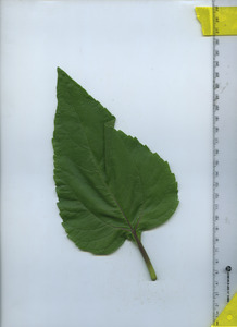 leaftop