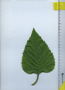 leaftop