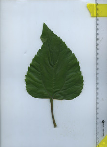 leaftop