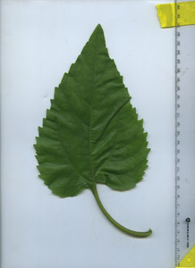 leaftop