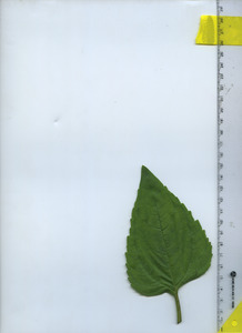 leaftop