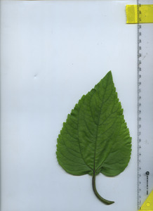 leaftop