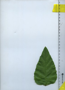 leaftop