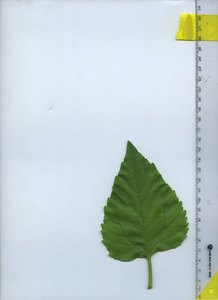 leaftop