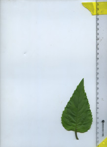 leaftop
