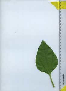 leaftop