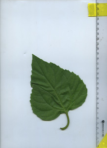 leaftop