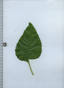 leaftop