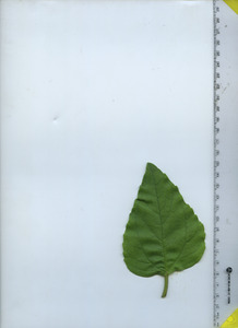 leaftop