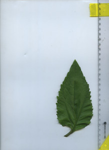 leaftop