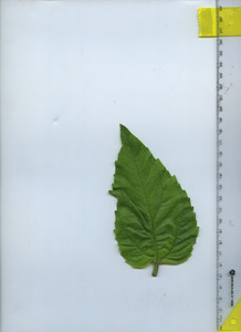 leaftop