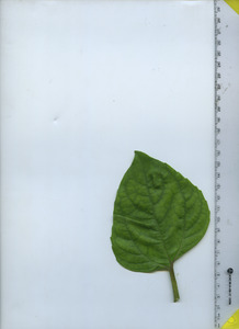 leaftop