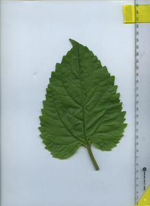 leaftop