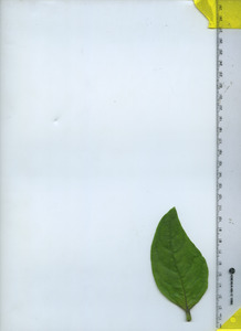 leaftop