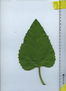 leaftop
