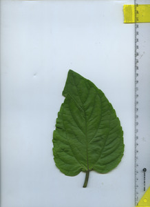 leaftop