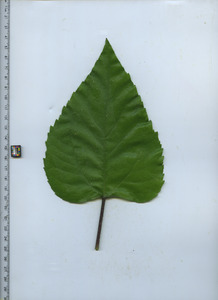 leaftop