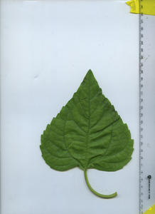 leaftop