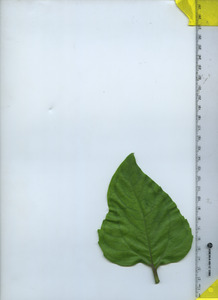 leaftop