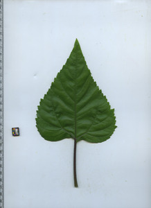 leaftop