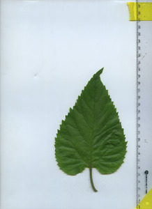 leaftop