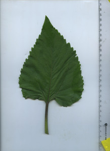 leaftop