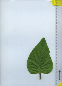 leaftop