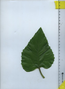 leaftop