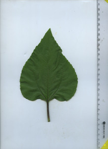 leaftop