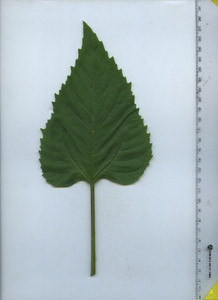 leaftop