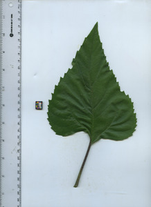 leaftop