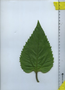 leaftop