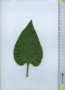 leaftop