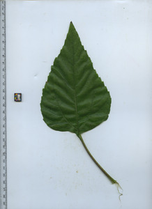leaftop