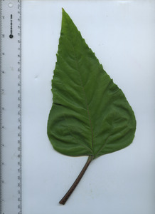 leaftop