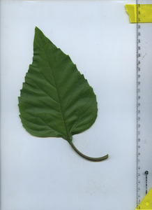 leaftop