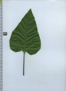 leaftop